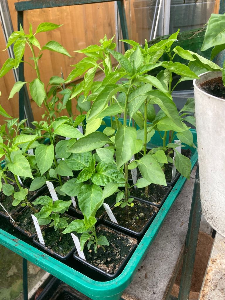 Chilli plants £1.50