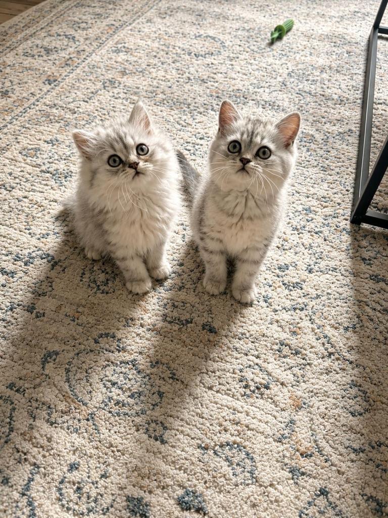 British Short Hair x Persian for sale