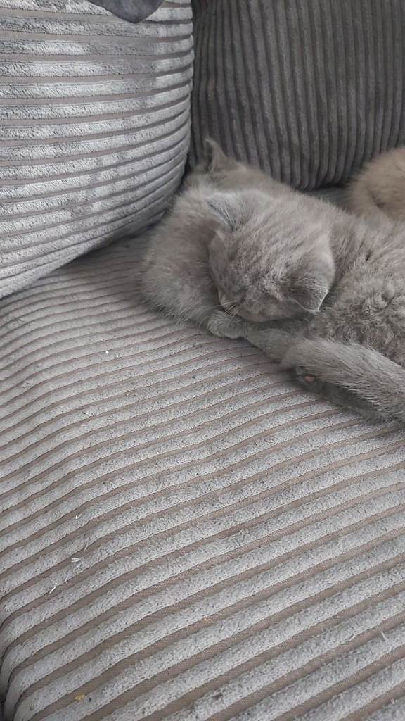 2 bsh girls 8 weeks old ready now