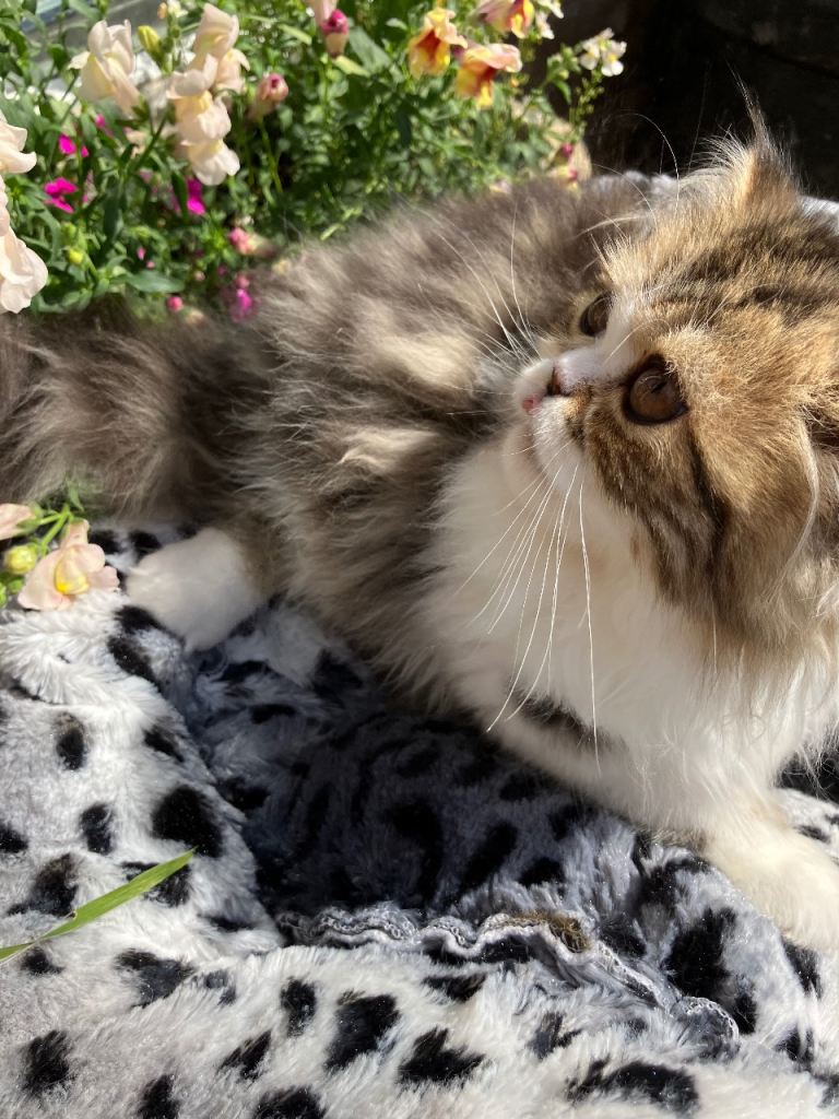 GCCF registered Persian Kittens 