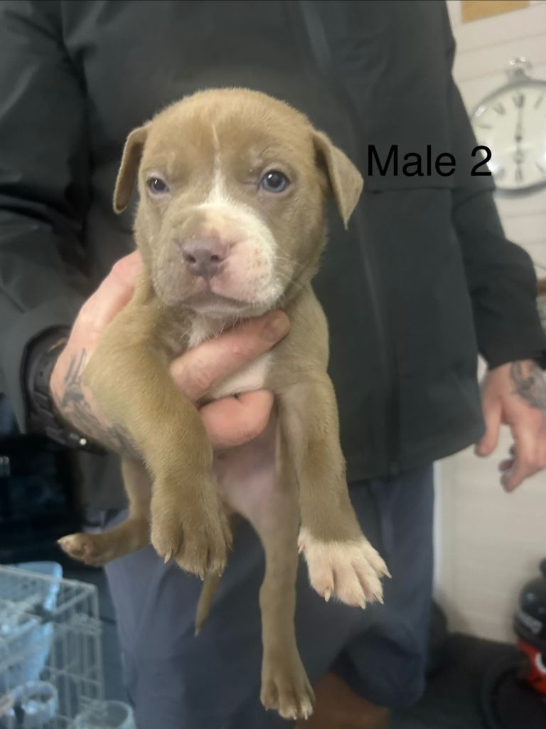 American bulldog cross puppies 