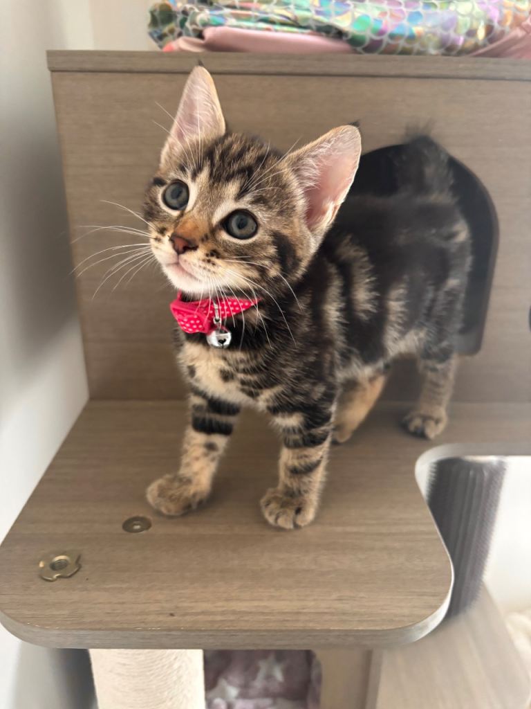 Gorgeous little kitten 