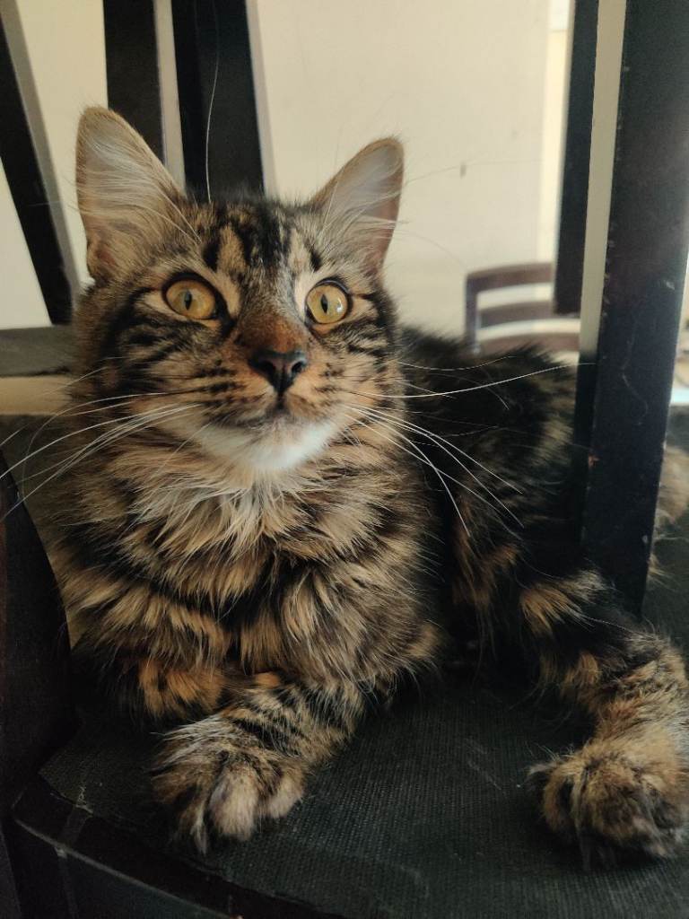 Gorgeous Cat For Sale