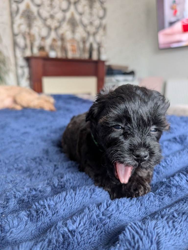Jackapoo Pupies 