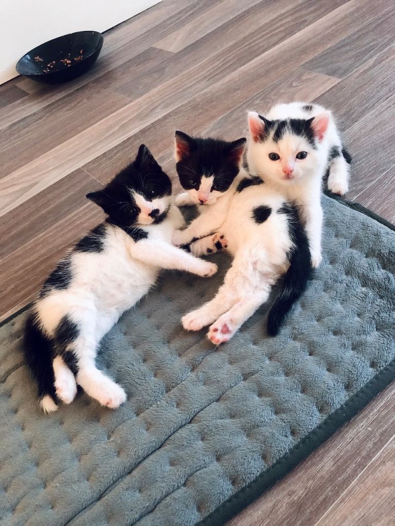 Beautiful Mixed Kittens! 