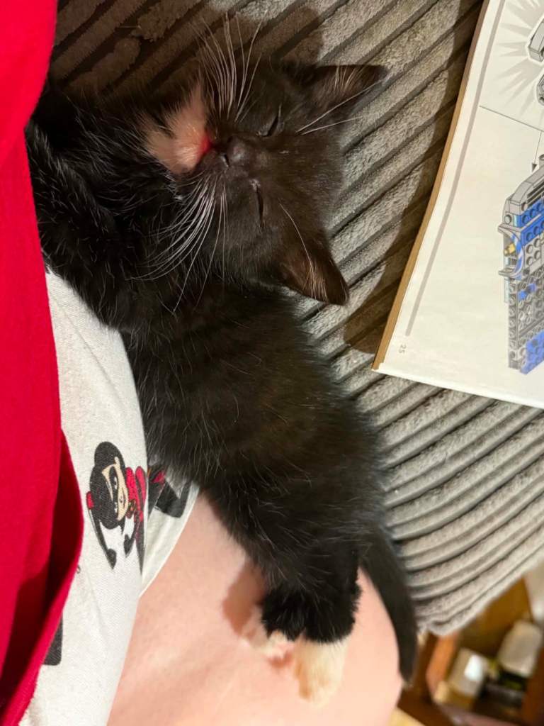 2 boy kittens for sale 