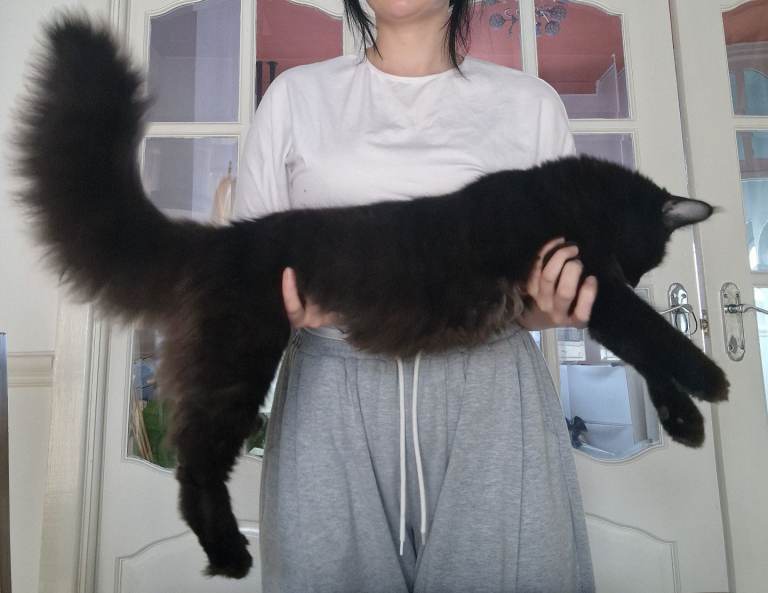 Last 2 from litter of 8 maine coon kittens left in Bury