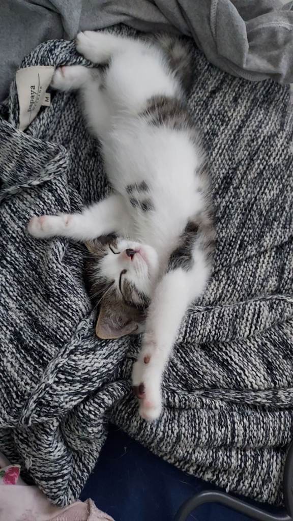 8 week old kittens