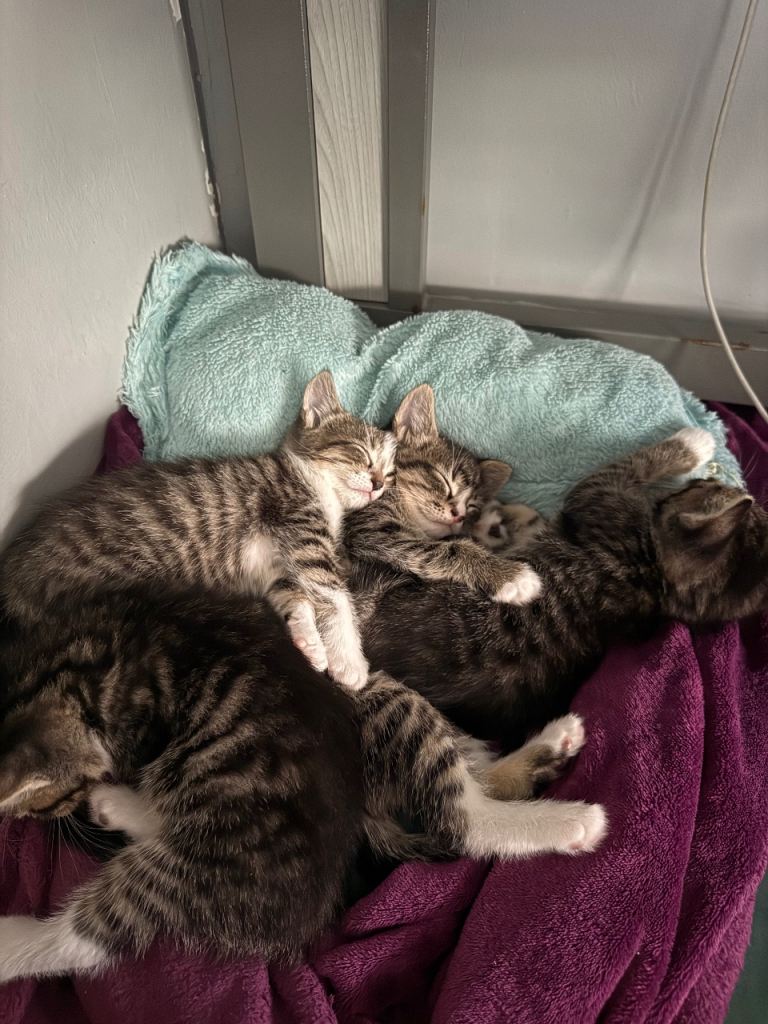 4 Beautiful Tabby/Leopard Print Kittens Looking for Loving Homes - Please Read the Description
