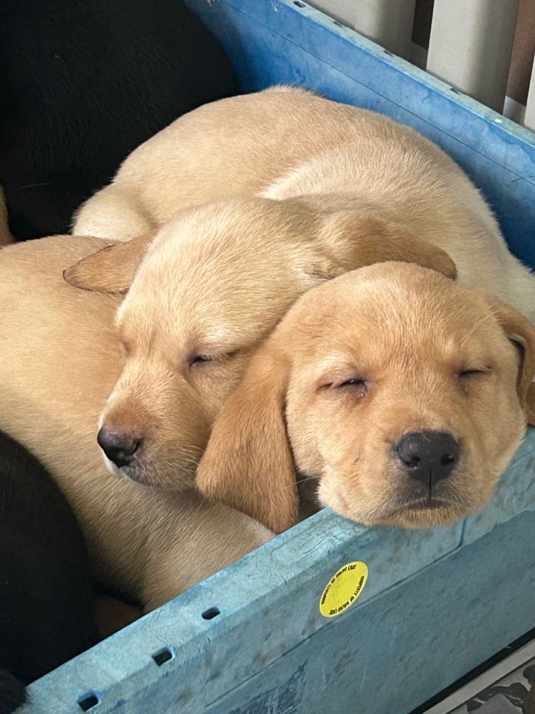 Labrador Puppies