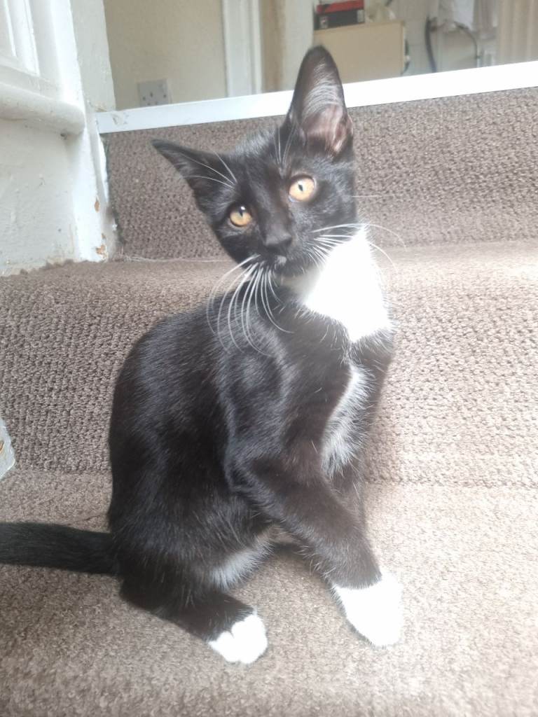 Kitten ready to go