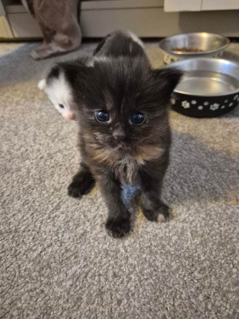 4 Beautiful Kittens