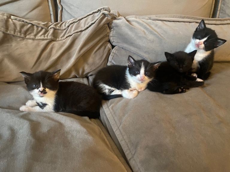 2 Beautiful black and white kittens left  