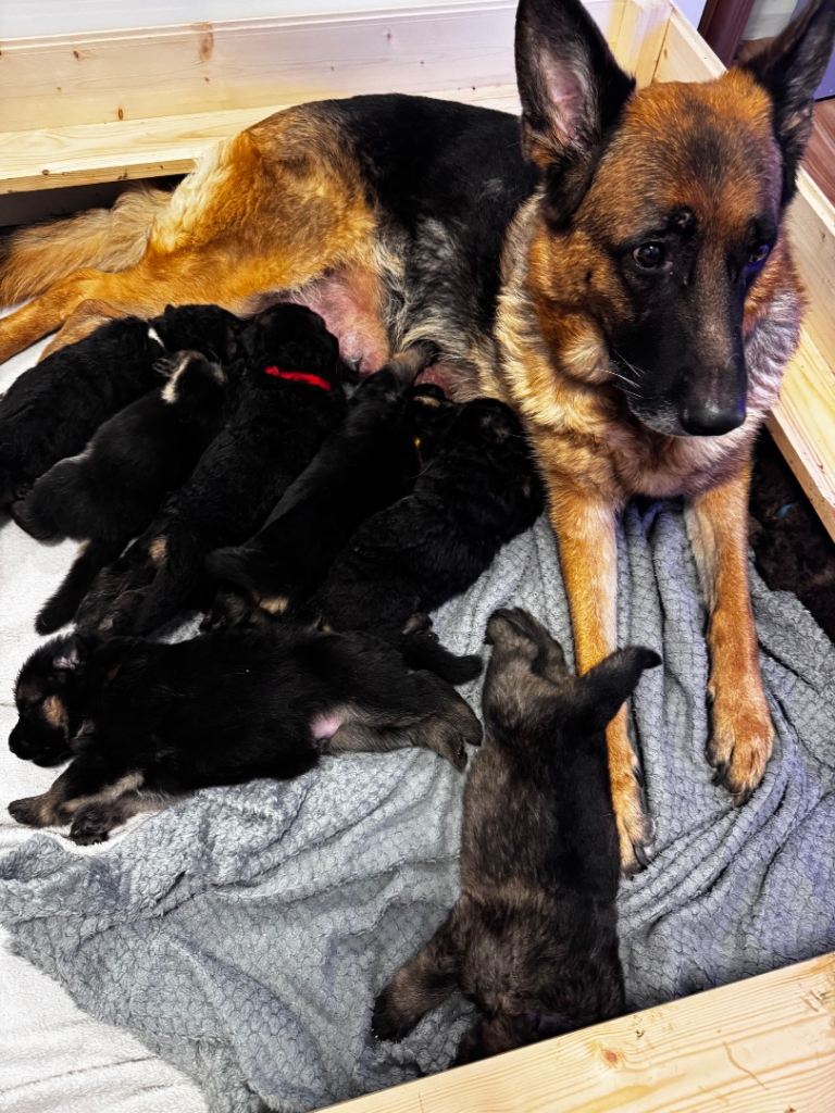 Beautiful German Shepherd puppies for sale