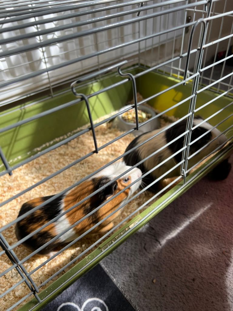 Guinea pigs with cage 