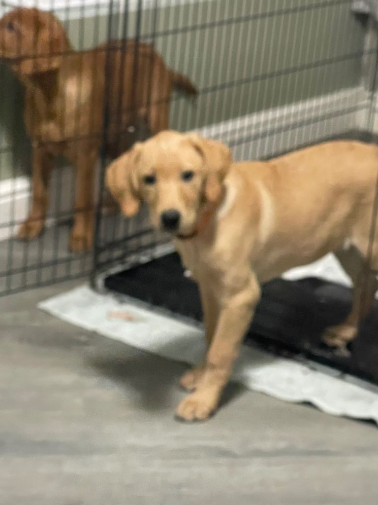 1 GIRL LEFT! Beautiful KC Labrador pup