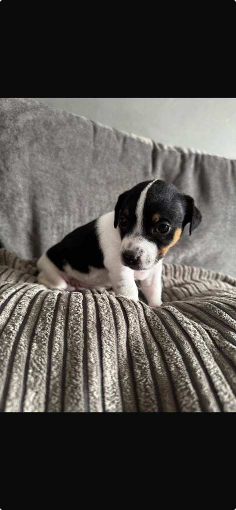 13wks miniature female jack russle 