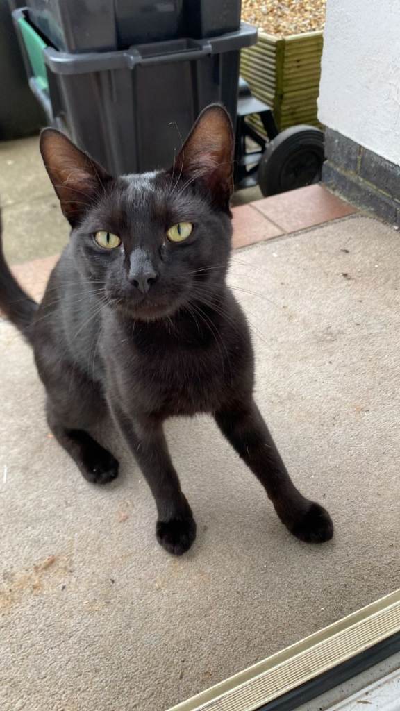 Cat for sale