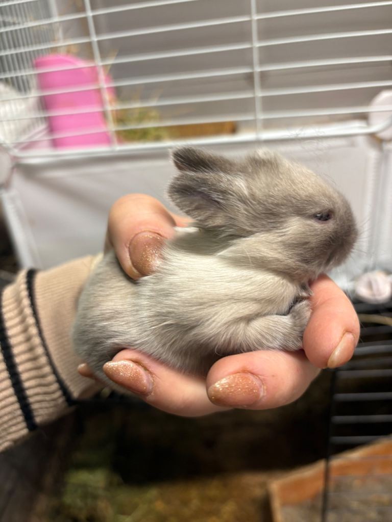 Lionhead rabbits/bunnys - reservation only 