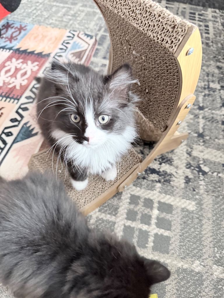 Maine coon x Norwegian For cat 