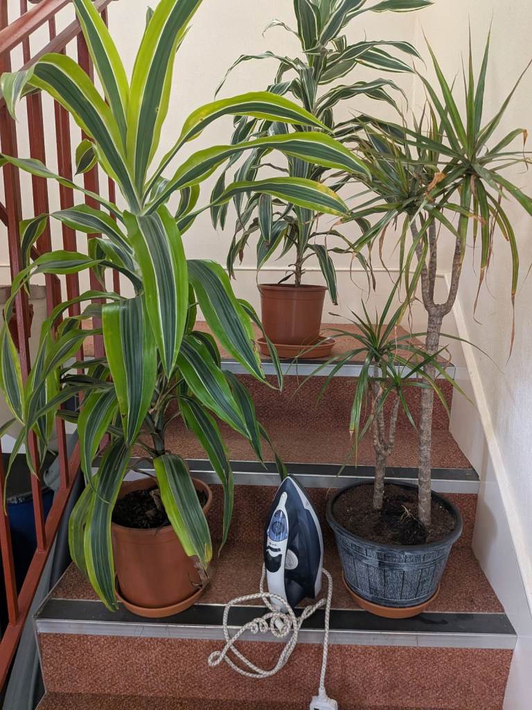 House. Plants for sale