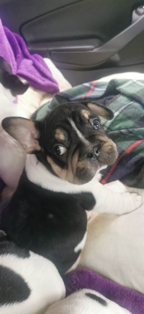 Frenchbulldog puppy
