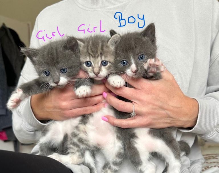 Kittens for sale 