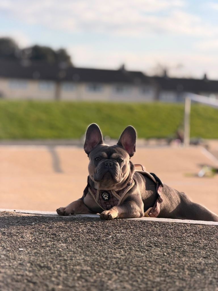 French bulldog 🐾 Loving Home Wanted – 2-Year-Old Lilac & Tan Male 🐾