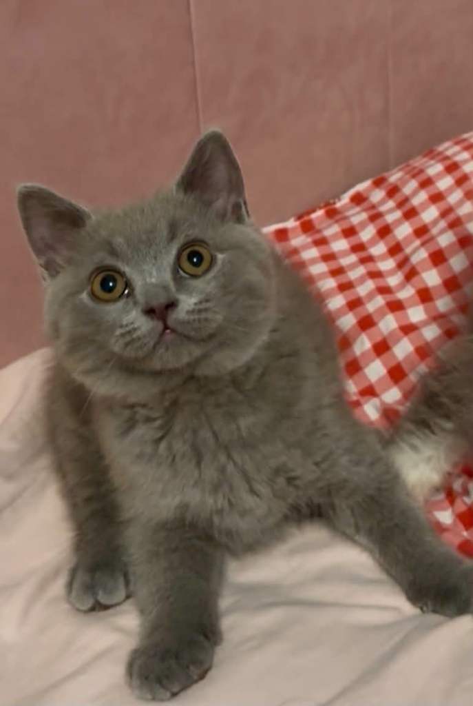 Two beautiful British Longhair and Shorthair Kitties 