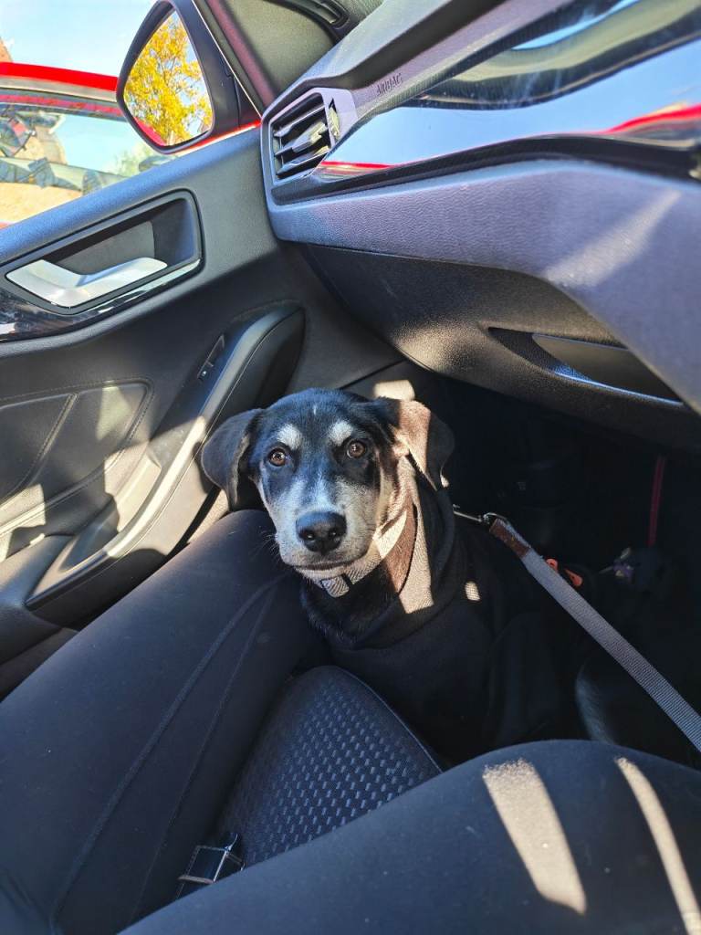Dog looking for a pernment home 