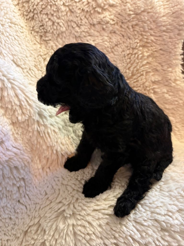 A beautiful black cavapoo puppy looking for her forever home