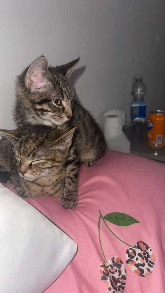 2 13 week old kittens 