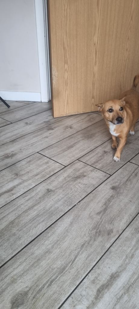 Rehoming 