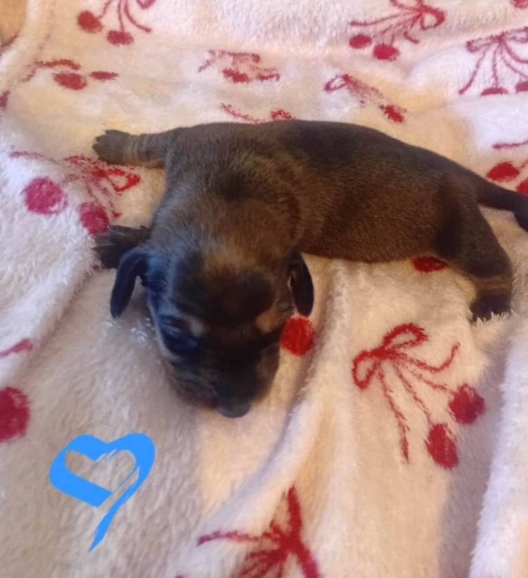 Baby minature sausages looks for forever homes 