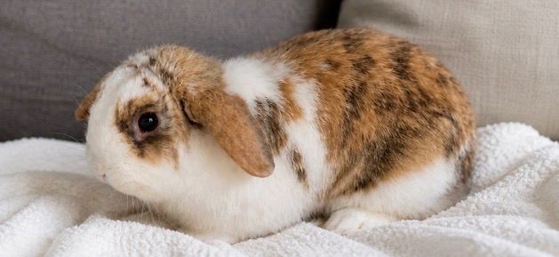 Mini lop bunnys