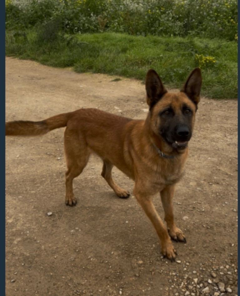 German shepherd x Belgian malinois