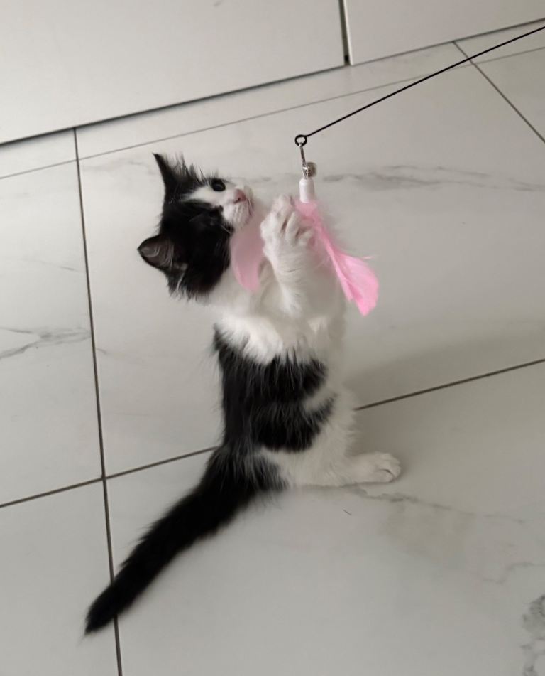 Ragdoll kitten 