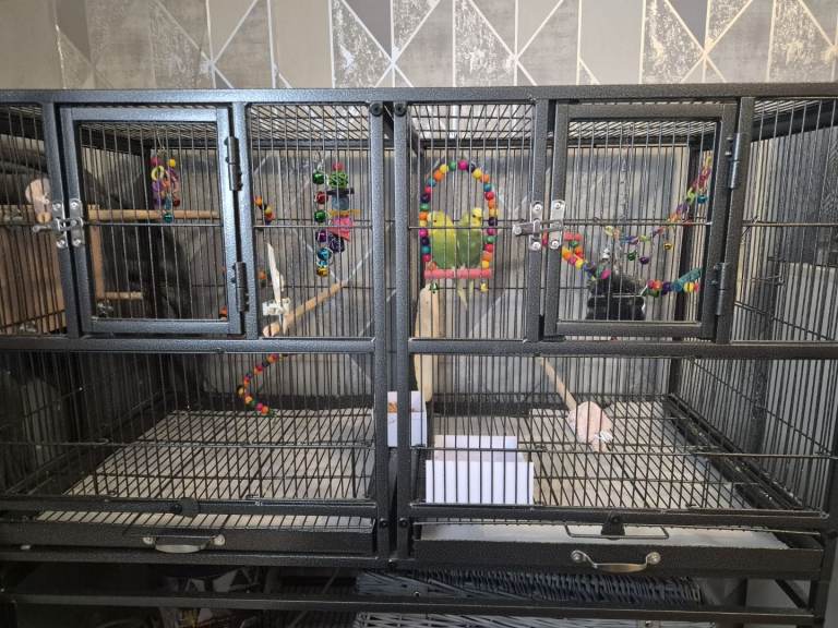 Budgies pair full set up