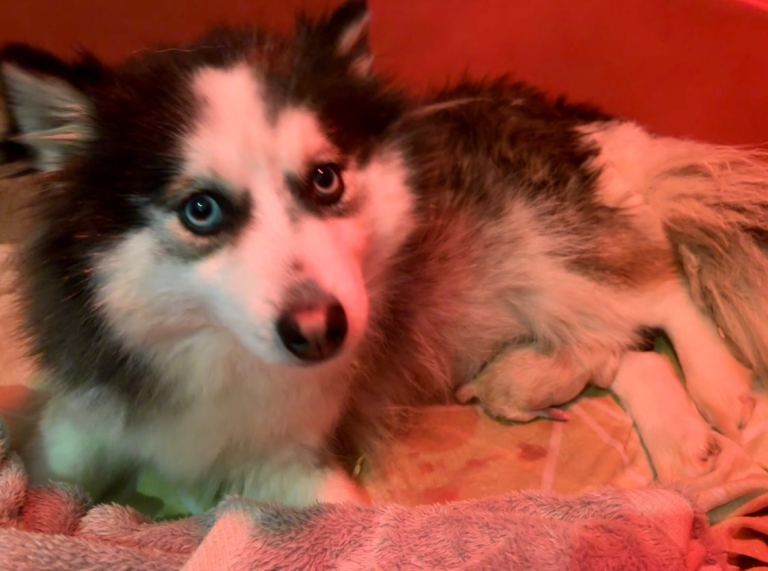 F3 pomsky puppies (Mini husky)