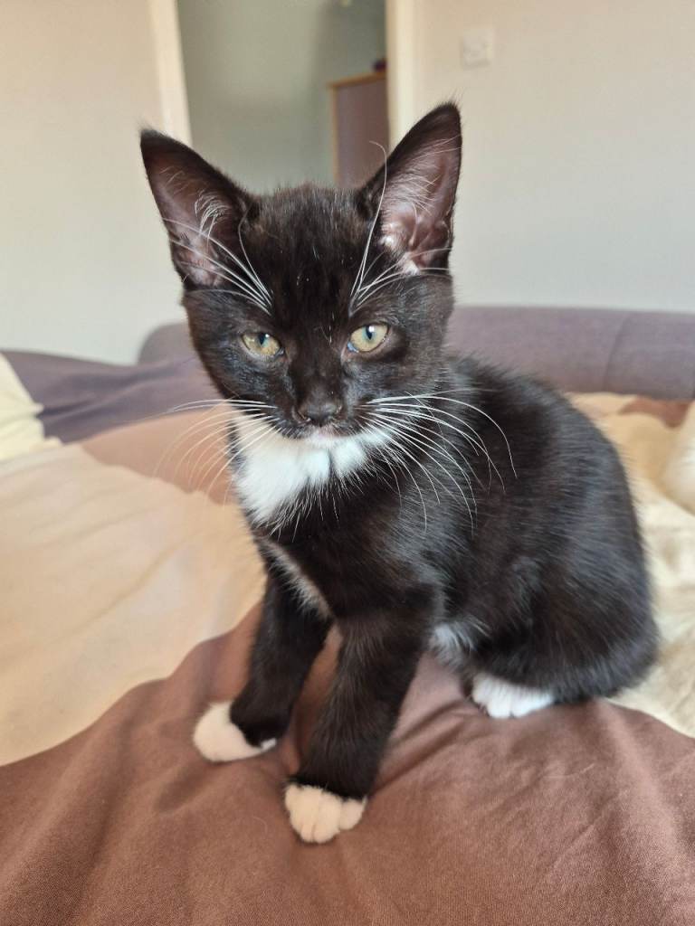 Two kittens looking for new home