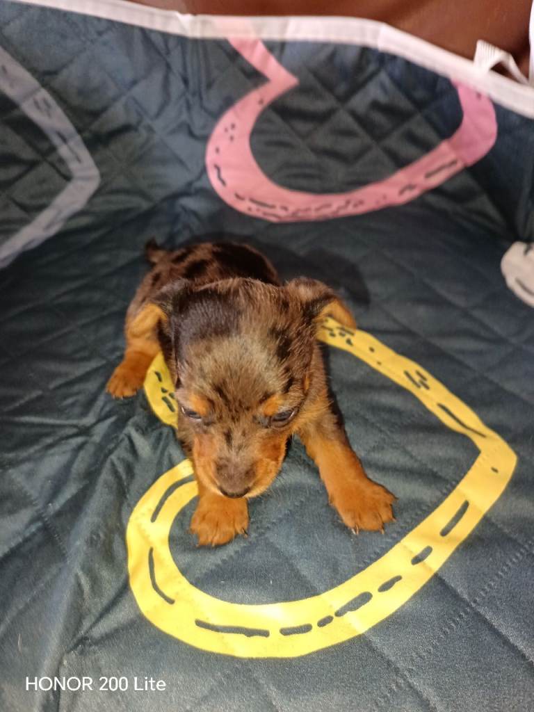 Dorkie pups 