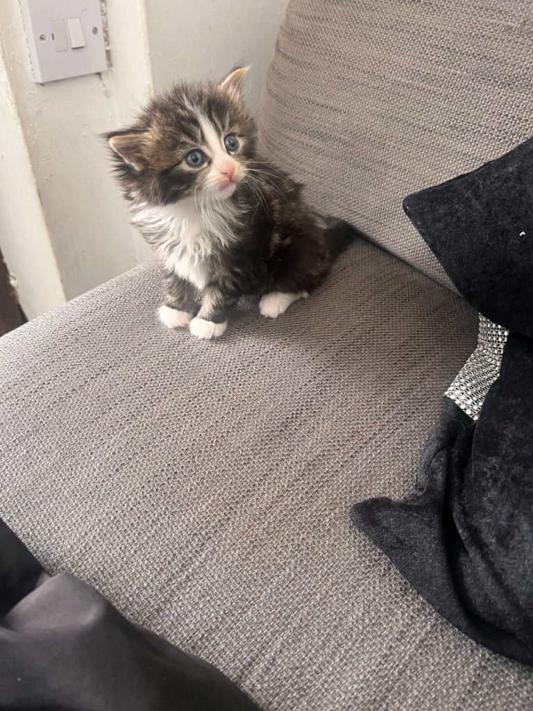 Kittens 