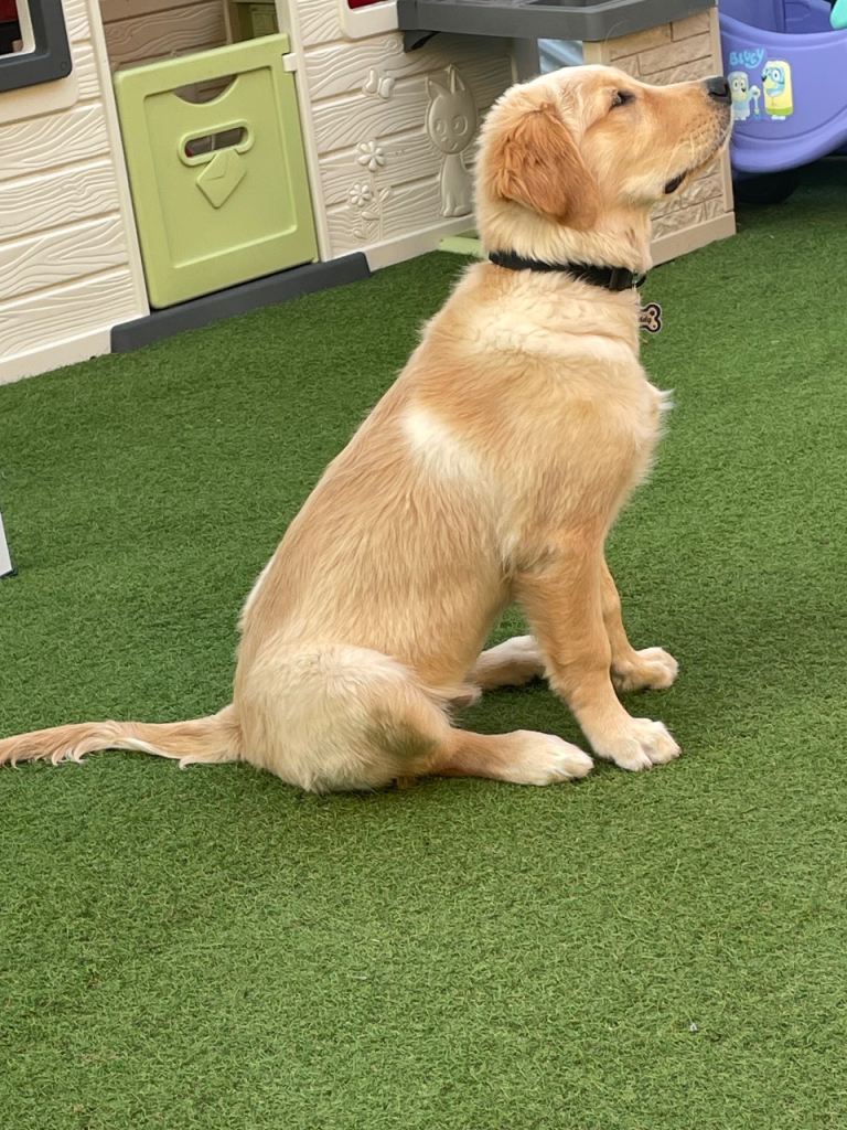 Golden retriever 5 months old 