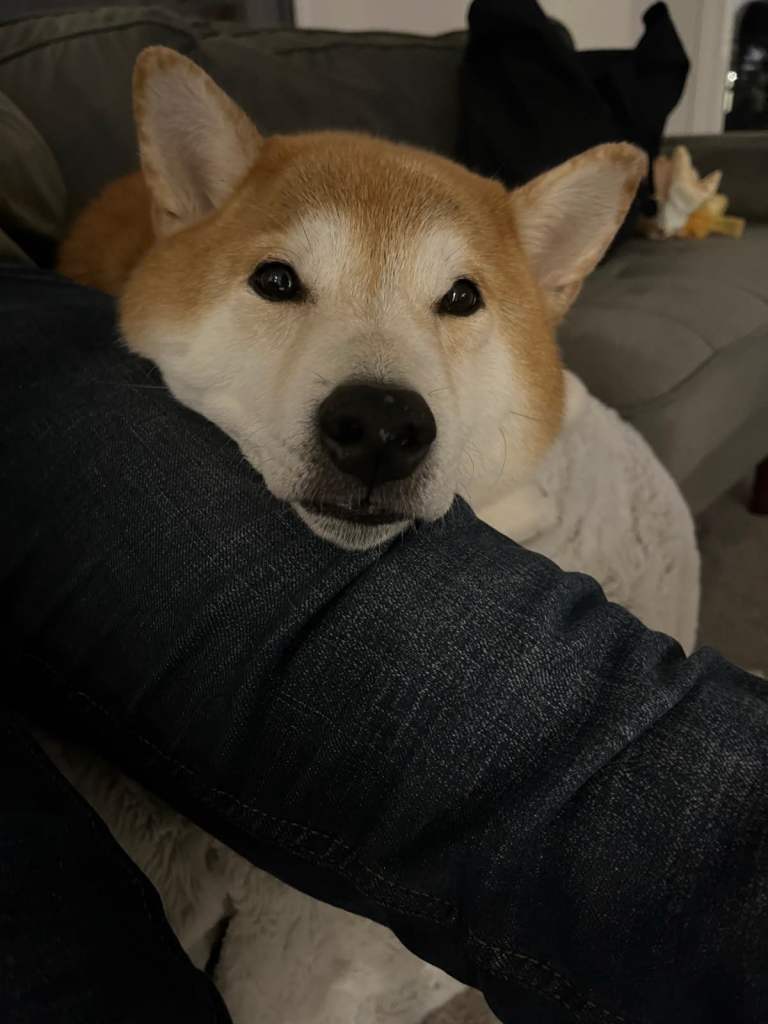 Shiba Inu 10 years old