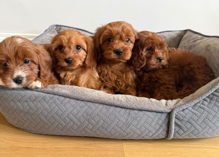 Cavapoo pups for sale