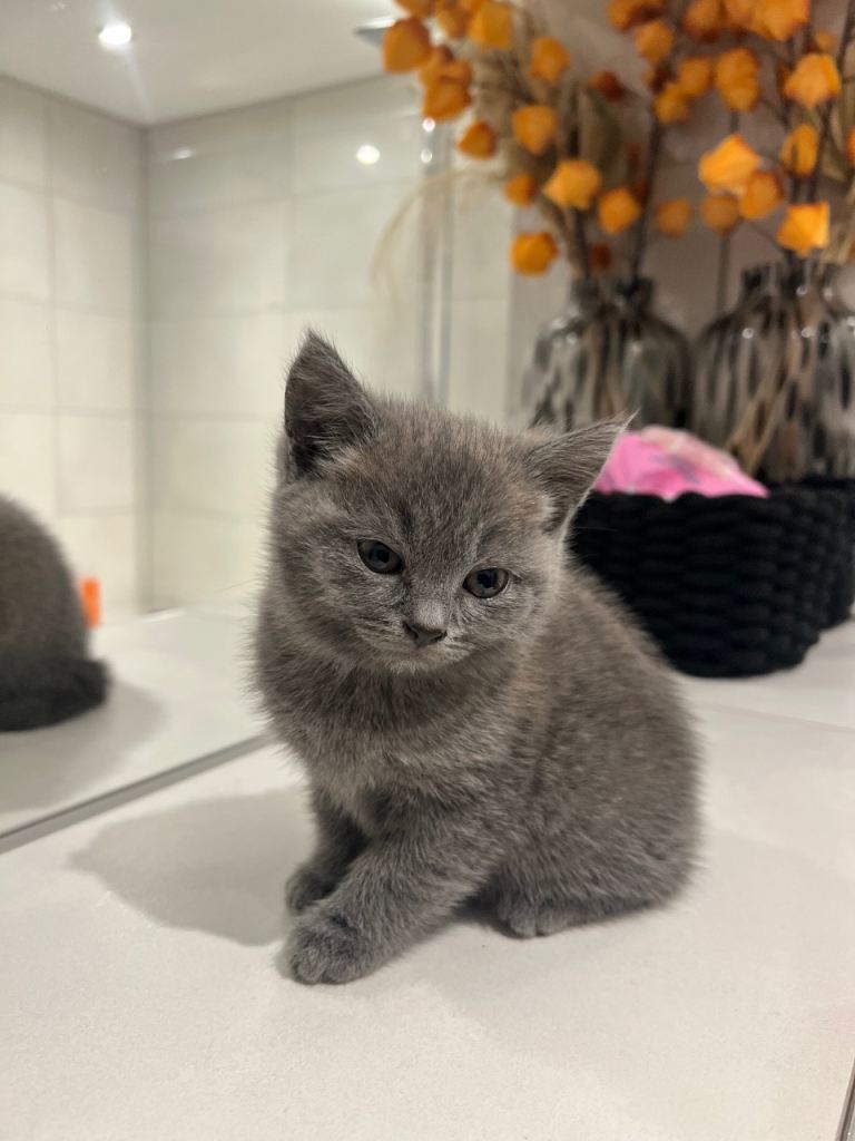 Beautiful Grey British Shorthair Male Kitten – £400 🐾