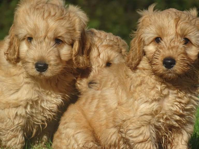 Cockapoo puppy