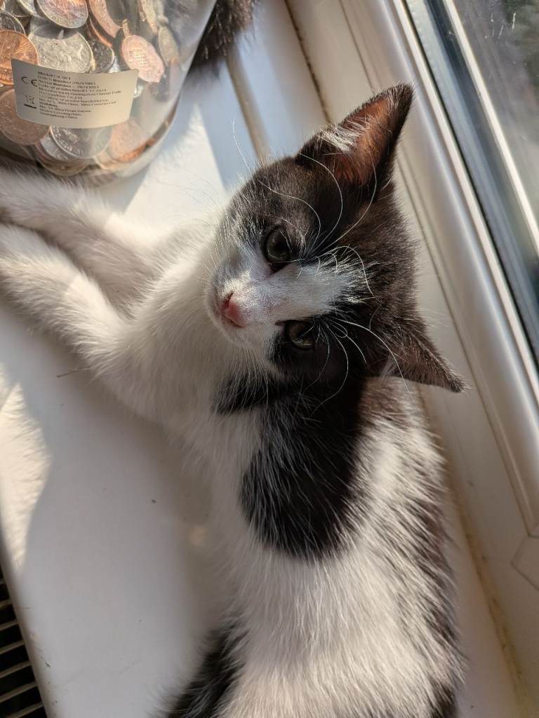 Kittens for sale