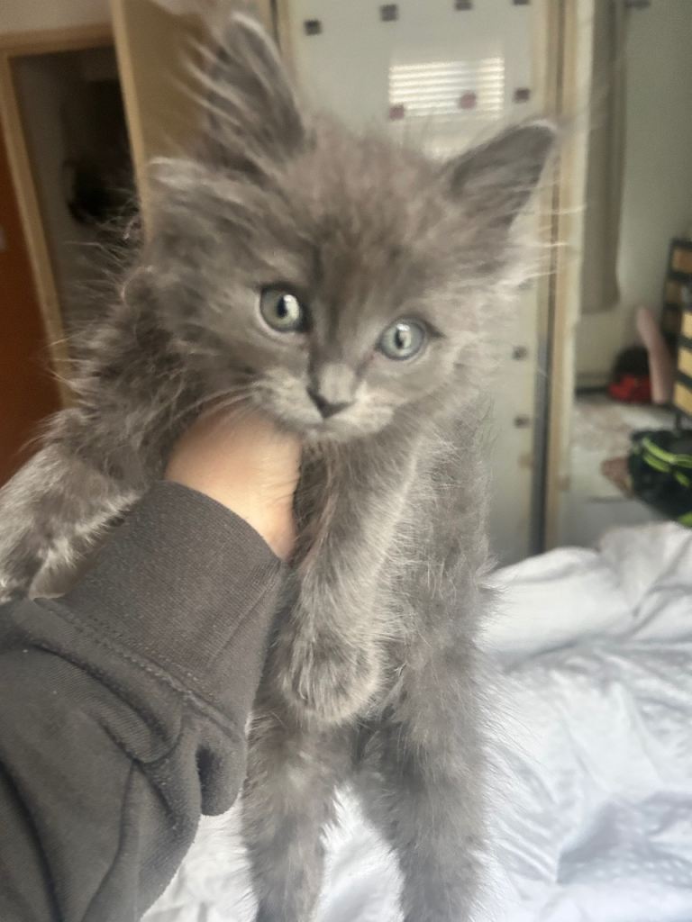 Kitten ragdoll/maine coon