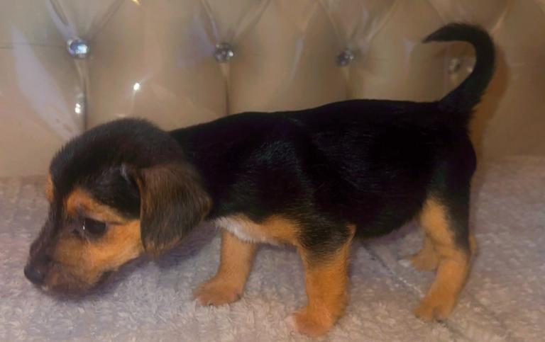Puppy 8 weeks old jack russel